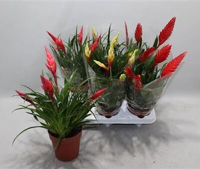 Вріезія мультифлора 'Gem 3'