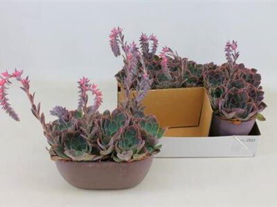 Сукулента 'Ov'