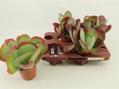 Сукулента 'Thyrsifl'