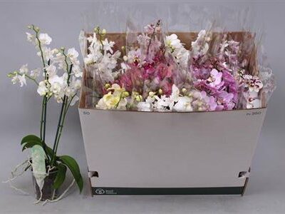 Орхідея 2-х стеблова мультифлора 'Gem 5 Kl'