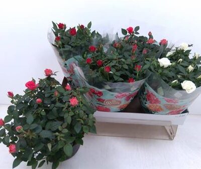 Троянди в горщику 'Gem 5 Kl'