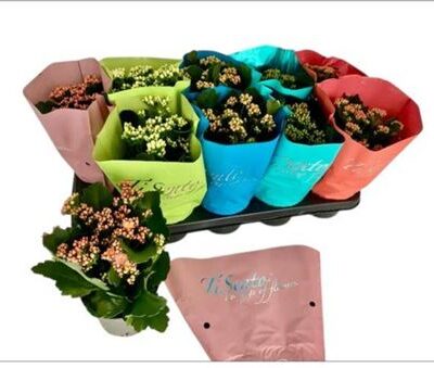 Каланхоє 'Gem 5 Kl'