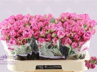 Кущова троянда 'Misty Bubbles'