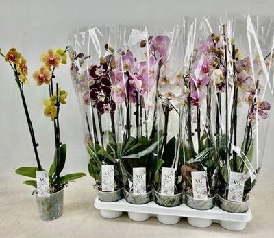 Орхідея 2-х стеблова 'Gem'