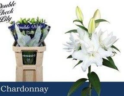 Лілія 'Chardonnay'