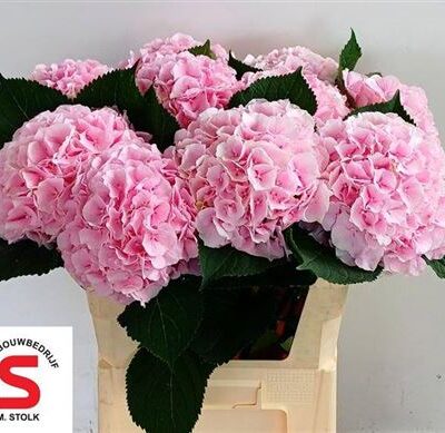 Гортензія 'Verena'