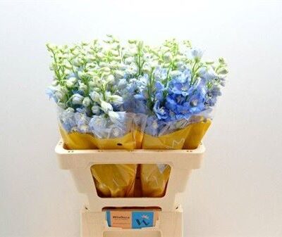 Дельфініум 'Mag Fskb Wb'