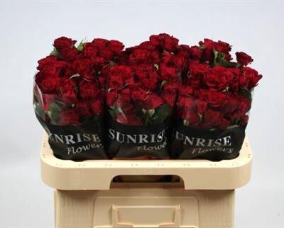 Кущова троянда 'Red Trendsetter'