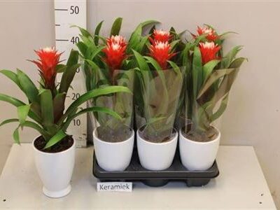 Гузманія 'Hope'