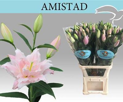 Лілія 'Du Amistad'