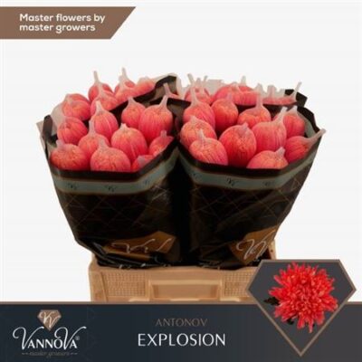 Хризантема 'Antonov Explosion'