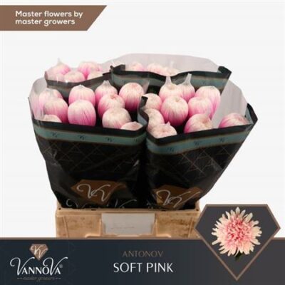 Хризантема 'Antonov Soft Pink'