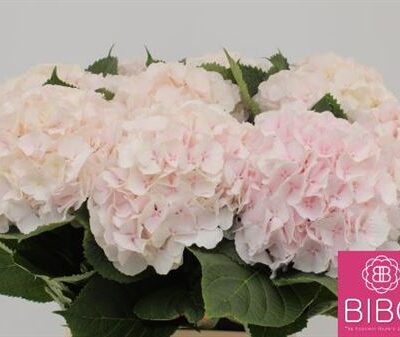 Гортензія 'Sw Verena'