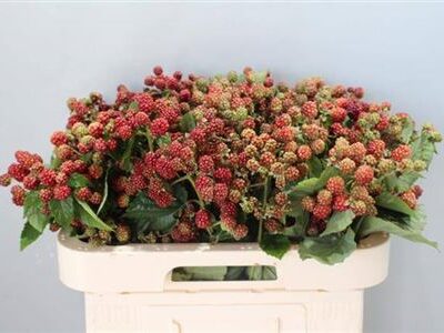 Рубус 'Chester'