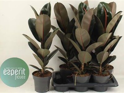 Фікус 'Abidjan'