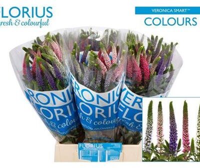 Верон 'Col Gem'