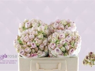 Кущова троянда 'Silver Lace'