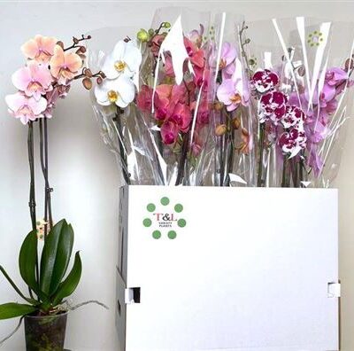 Орхідея 2-х стеблова 'Gem 7 Kl'