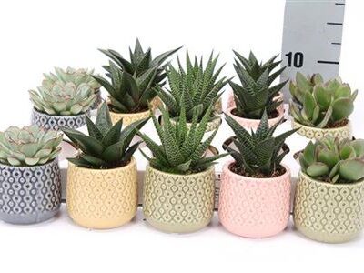 Сукулента 'Gem 5 Srt'