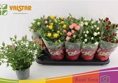 Троянди в горщику 'Gem 7 Kl'