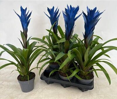 Гузманія 'Ov'