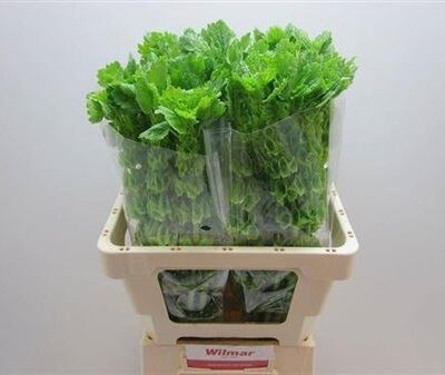 Молюсцела 'Stuk'