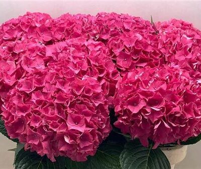 Гортензія 'Rodeo Rd'