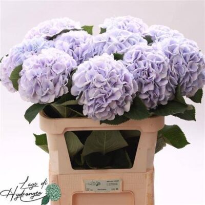 Гортензія 'Roy Surprise'