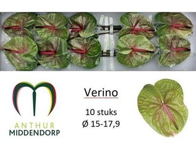 Антуріум 'Verino'