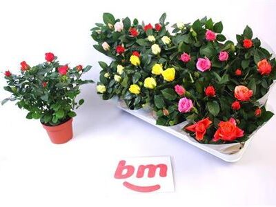 Троянди в горщику 'Gem 7 Kl'