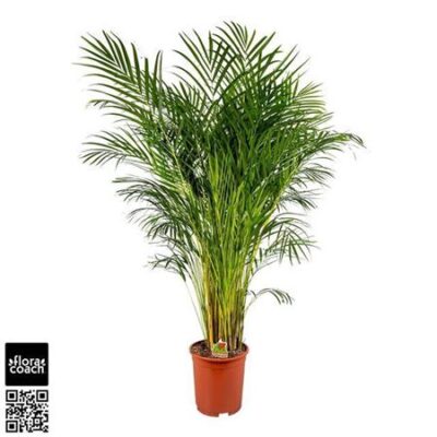 Пальма Арека