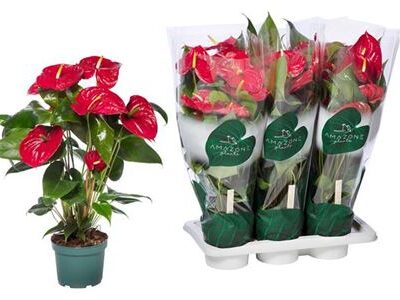 Антуріум 'Nevada'