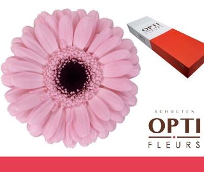 Гербера 'Smart-doos'