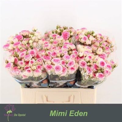 Кущова троянда 'Mimi Eden'