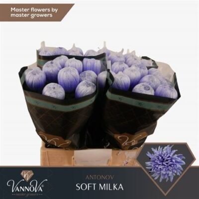 Хризантема 'Antonov Soft Milka'