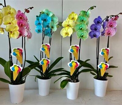 Орхідея 2-х стеблова 'Ov'