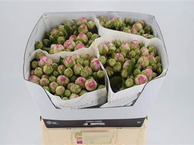 Кущова троянда 'CHARMING PIANO'