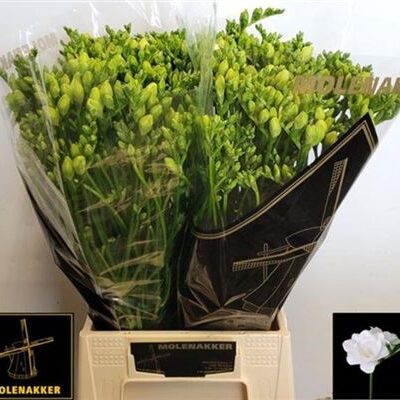 Фрезія 'Vivre'