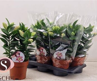 Лілія 'Souvenir'