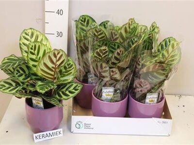 Калатея 'Makoyana'