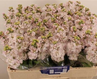 Матіола 'Silver'