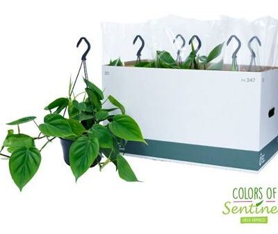 Епіпреумім 'Scandens'