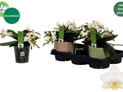 Орхідея мультифлора  'Wit'