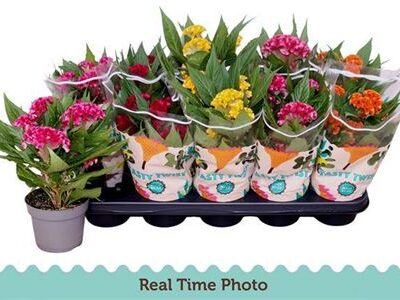 Целозія 'Twist Gemeng'