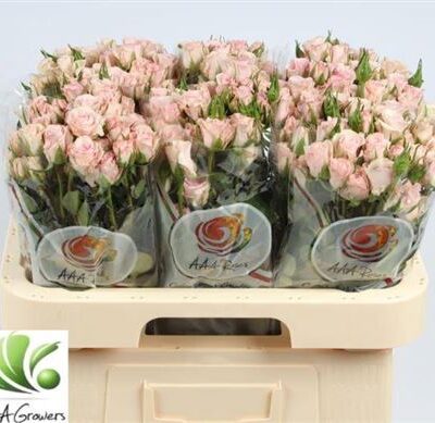 Кущова троянда 'Sweet Porcelina'