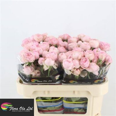 Кущова троянда 'Mansfi Pin Park'