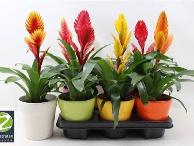 Вріезія 'Gem 6 Srt'