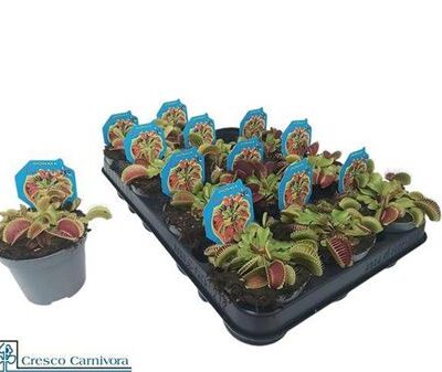 Мухоловка 'Muscipula'