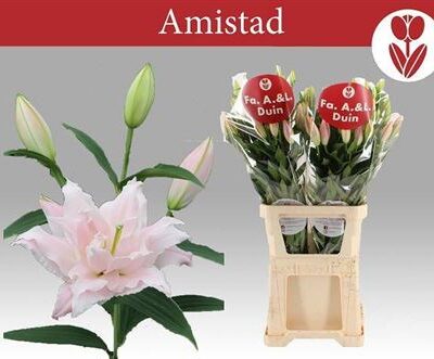 Лілія 'Amistad'