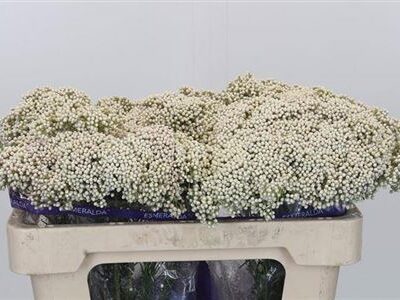 Озотамнус 'Cooks Snow Whi'